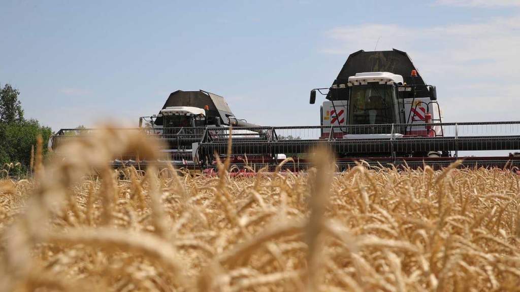 Аграрии Целинского района намолотили уже более 530 тысяч тонн зерна