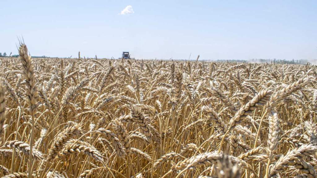В Целинском районе убрано больше 50 % ранних зерновых и зернобобовых