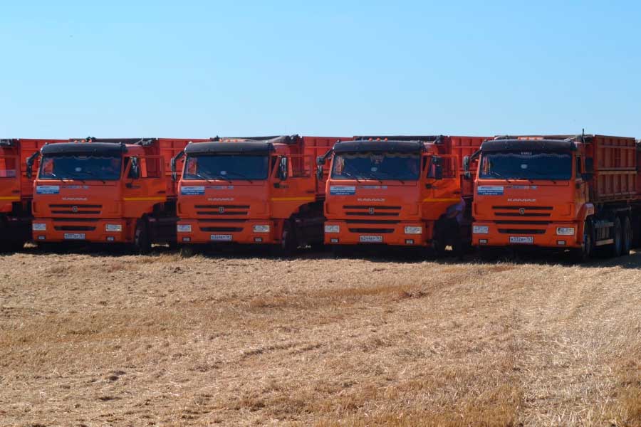Валовой сбор ранних зерновых в Целинском районе уже превысил 550 тысяч тонн