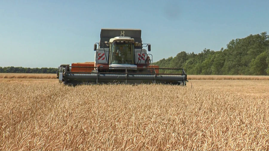 В Целинском районе убрано более трети ранних зерновых