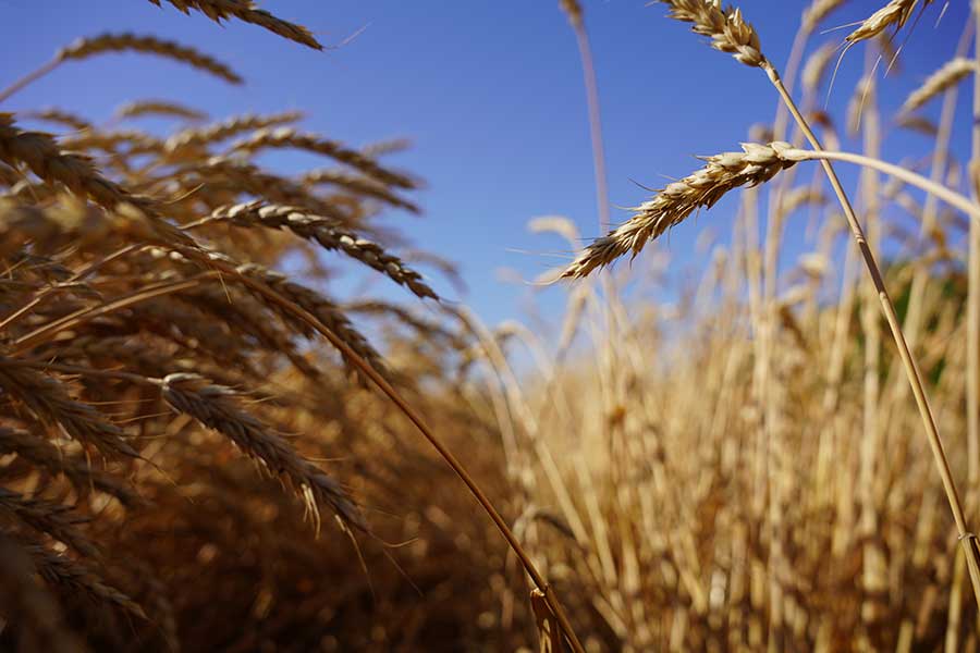 Более 600 тысяч тонн зерна собрали аграрии Целинского района в жатву-2022