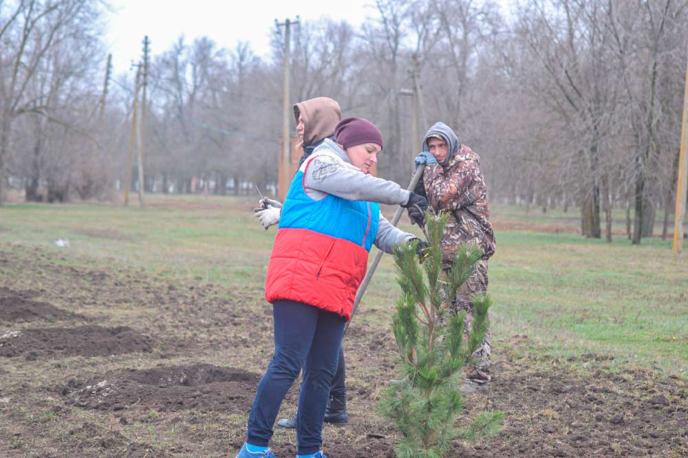 Новые деревья появились в селе Ольшанка