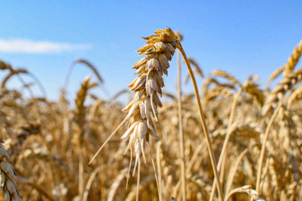 Целинским аграриям осталось убрать менее 10 процентов зерновых