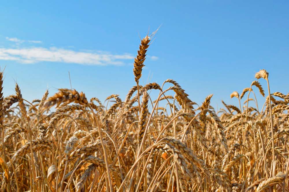 Жатва-2023 в Целинском районе: урожайность зерновых по-прежнему выше 51 центнера с гектара!